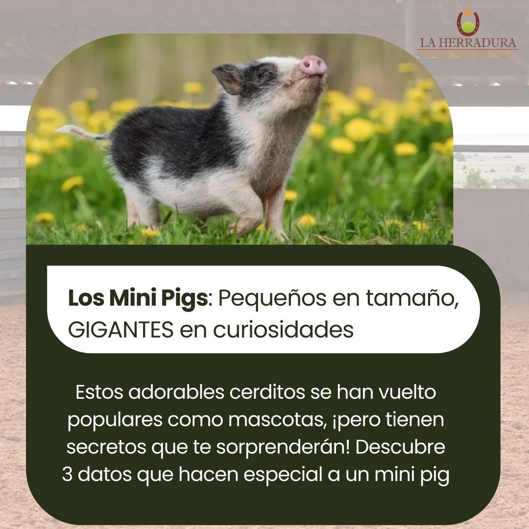 Mini pig en La Herradura